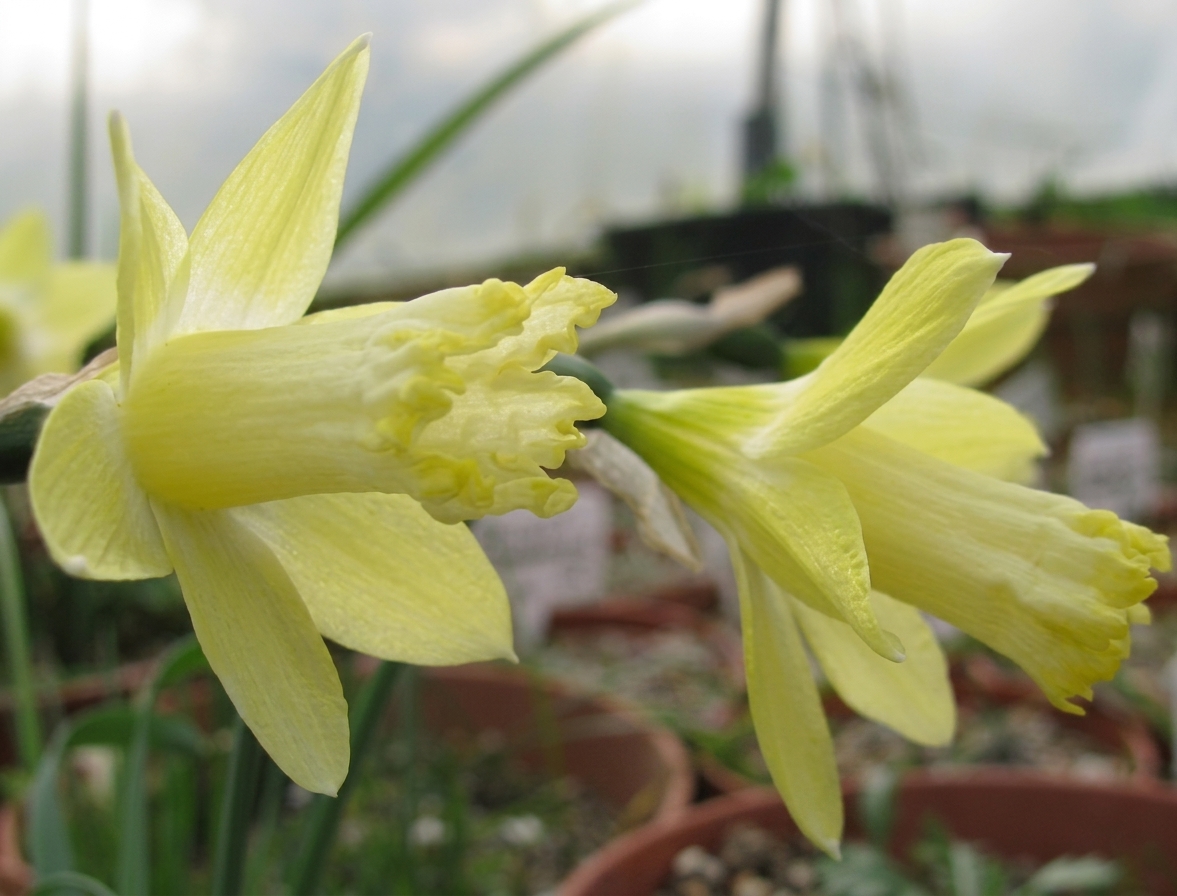 Narcissus Gipsy Queen 